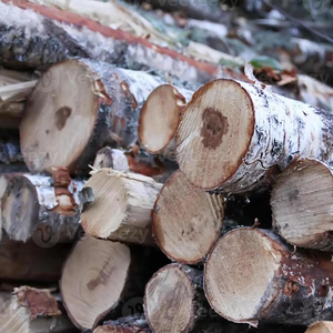 Beech <b>Logs</b> Dry Timber for Furniture - Product Image 1