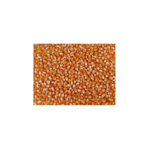 ข้าวโพดสีเหลืองสำหรับการให้อาหารสัตว์/การบริโภคของมนุษย์/ที่มีคุณภาพที่ดีที่สุดที่ไม่ใช่จีเอ็มโอข้าวโพดสีเหลือง - Product Image 1