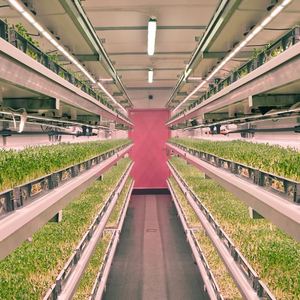 Ferme hydroponique en conteneur avec système de contrôle climatique, système d'agriculture hydroponique intelligent, système d'agriculture intelligent en conteneur - Product Image 3