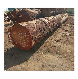 Troncos de nogal directamente de fábrica, provenientes de plantaciones gestionadas con mayor velocidad de crecimiento y calidad consistente para procesamiento industrial. - Product Image 6