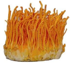 เห็ดผ้าลูกฟูกสำหรับทำอาหาร - Product Image 1