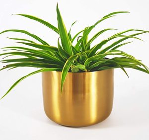 Resh-Centro Comercial heme, para ucculentos - Product Image 5