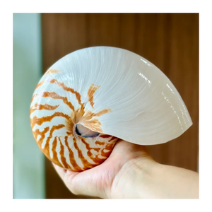 Cámara Nautilu Shell Caracol de mar Concha gigante Concha natural para decoración-Ms Caryln 0084935825297 - Product Image 1