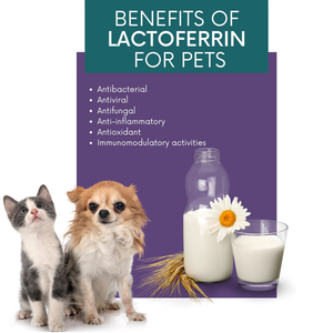 OEM ODM <span class=keywords><strong>lattoferrina</strong></span> gocce ridurre l'infiammazione per pet <span class=keywords><strong>lattoferrina</strong></span> controllo gatto starnuti prevenzione del raffreddore per cani - Product Image 6