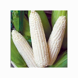 Maïs blanc séché biologique/maïs sans OGM sucré et frais pour la consommation humaine et l'alimentation animale maïs jaune - Product Image 4