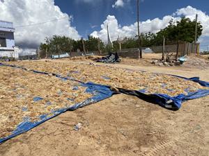 Suministro a granel de musgo marino seco, alga marina Eucheuma orgánica de fábrica de Vietnam a precio competitivo. - Product Image 5