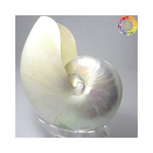 Concha de caracol, conchas marinas pulidas naturales, suministro a granel para proyectos creativos de bricolaje y obras de arte - Product Image 5