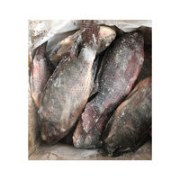 Maw de pescado fértil funcional de tilapia congelada de alta calidad Delicious Ling Fish Maw en embalaje a granel Vendedor caliente