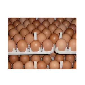 顶级肉鸡孵化卵以获得最大产量