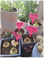 100 pièces 6*10cm plantes T-Type étiquettes pépinière jardin étiquettes réutilisables étanche marqueurs légumes herbes Pots extérieur étiquetage piquets