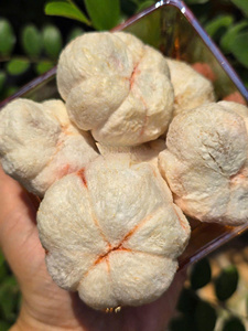 El mangostán liofilizado VENTA CALIENTE de Vietnam proporciona un refrigerio refrescante con auténtica dulzura y aroma de frutas - Product Image 5