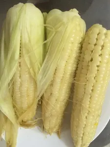 Agricultural Product Bulk Grain White Dry Corn Kernal Dried Maize Dry White Corn with Competitive Price - Product Image 4