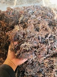 CULTURE OCÉAN COTTONII/ALGUES PURES/À BASE DE PLANTES/USAGE ALIMENTAIRE ET INDUSTRIEL - Product Image 2