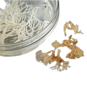 มอสทะเล/มอสสีทองธรรมชาติจากทะเลมอส irishmoss เวียดนาม/เซเรนาราคาขายส่งคุณภาพสูง - Product Image 3