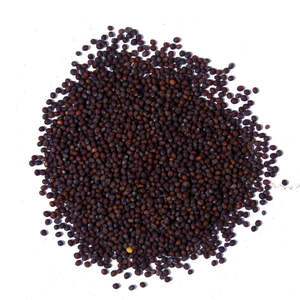 Vente en gros de graines de moutarde noire naturelles et biologiques - Product Image 4