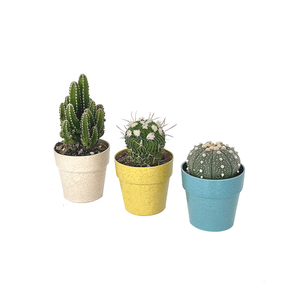 Pioneera Mini Bunte Blumentöpfe Umwelt freundliche biologisch abbaubare Blumentöpfe für den Innen-und Außenbereich, kleine Pflanz gefäße für Wohnkultur - Product Image 5