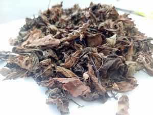 ใบหญ้าเจลลี่ดำ ตัดเป็นแท่ง/ซินเกาฮิตัม สำหรับทำพุดดิ้งหรือเครื่องดื่ม จากเวียดนาม - Product Image 3