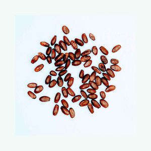 Semillas de Guanábana natural disponibles para exportación a granel y al por mayor - Product Image 6