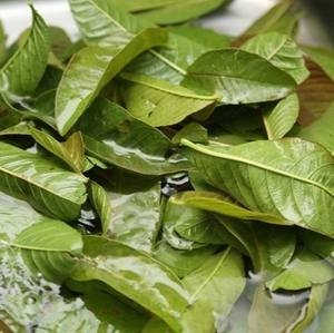 FEUILLES DE GOYAVE NATURELLES SÉCHÉES/TISANE DE QUALITÉ SUPÉRIEURE/INFUSION PRÊT À INFUSER - Product Image 1