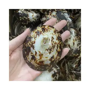 High Quality Cheap Price Seashell - Abalone Shell - Limpet Murex Operculum Snail Shell / Limpet Seashell Elysia WA +84789310321