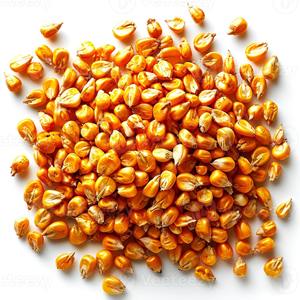 Maíz Natural de Alta Calidad para la Industria de Alimentación, Granjas Avícolas, Alimento para Ganado, Procesamiento de Alimentos, Agricultura y Pedidos de Exportación a Granel - Product Image 3