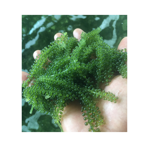 Raisins de mer déshydratés aux algues sèches de qualité supérieure-Norme d'exportation - Product Image 1