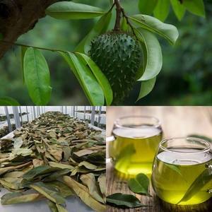 Hojas de guanábana secas naturales para té y uso herbal - Product Image 6