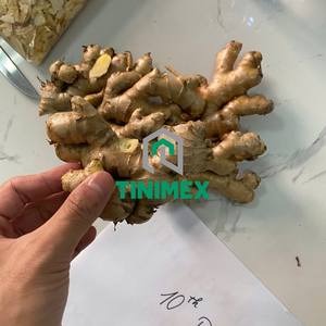 ขิงสดแบบไฮบริด - Product Image 4