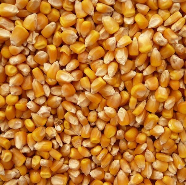 Желтая Кукуруза для корма для животных Кукуруза FOB дешевая цена готовая к отправке вельвет