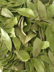 ใบฝรั่งแห้งธรรมชาติคุณภาพพรีเมียมสำหรับชงชา/ ผงใบกราเวียโลล่าออร์แกนิก บรรจุภัณฑ์ขายปลีกหรือขายส่ง - Product Image 3