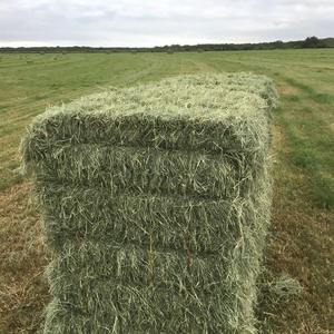 Foin de luzerne pour l'alimentation des animaux et graines Ballots de foin de luzerne bon marché Emballage en vrac Fournisseurs d'aliments pour bovins et chevaux - Product Image 4