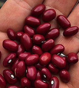 Haricots rouges de haute qualité en vrac Haricots rouges secs légers sans OGM - Product Image 2