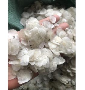 เครื่องชั่งน้ำหนักปลาทะเลแห้งแบบดิบจากธรรมชาติคุณภาพสูง - Product Image 1