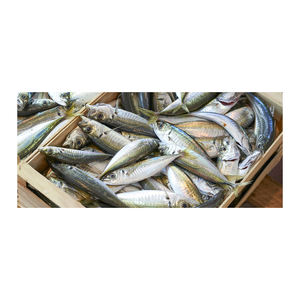 Atún de la Atlántida, suministro al por mayor, precio económico, pescado de primera calidad - Product Image 4