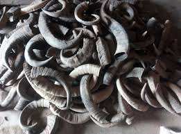 Cuerno de búfalo crudo rústico hecho a mano de alta calidad tallado de animales ecológico Material Natural único para productos hechos a mano - Product Image 5