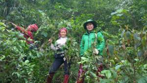 Extracto concentrado de Ampelopsis Cantoniensis de alta calidad, humedad estándar 25%, dihidromiricetina 15-30% - Product Image 6