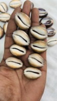 Perles en coquillages cauris naturels en gros, taille personnalisée avec trou, emballage en vrac pour cadeaux de plage, accessoires de bijoux DIY, disponible en promotion