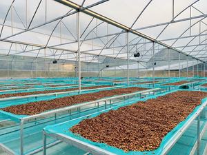 VIETNAMESE SUPPLIER of Arabica Raw <b>Coffee</b> <b>Beans</b> - Grade 3 Size 14 - Cheapest Wholesale - Bulk Packaging Free Sample & Low MOQ - Product Image 3