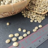Vente chaude!!! Café Robusta Arabica Échantillons gratuits à faible quantité minimale de commande Grain de café cru Prix compétitif de haute qualité WS + 84969732947