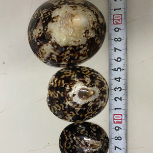 Fournisseur en gros de coquillages naturels vietnamiens, coquillages décoratifs faits à la main - Product Image 1