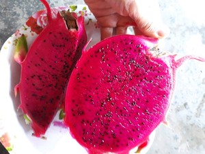 จัดหาวิธีแช่แข็งแห้งคุณภาพสูง มังกรผลไม้แช่แข็ง Ms Holiday - Product Image 3