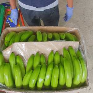 CAVENDISH 100% Natural Premium Grade 13kg Vietnam Origin Green Tropical Fruit <b>Fresh</b> Style Cold Storage Ready for Export - Product Image 2