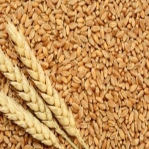 Grains de blé 100% purs, graines de blé commun pour la transformation alimentaire et l'alimentation animale, à vendre - Product Image 4