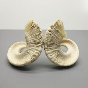 Par de Cuernos de Oveja Genuinos, Cuernos Naturales Crudos para Decoración y Manualidades, Alta Calidad - Product Image 3