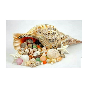 Coquillages de trompette vietnamiens haut de gamme pour le style intérieur côtier, les magasins d'aquarium, les kits de souvenirs et les artisans de l'océan - Product Image 5