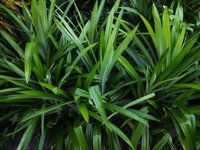 Feuilles de Pandan