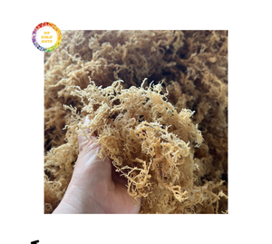 Wholesale Premium Quality Wildcrafted Dried Seamoss Bulk Irish Seamoss Cottoni <b>Sea</b> <b>Moss</b> Seasoned Laver Vietnam Gold Gold <b>Sea</b> - Product Image 4