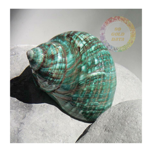 Trae lujo costero con conchas marinas Turbo Burgess verdes vietnamitas Decoraciones naturales de gama alta para venta al por menor y exportación - Product Image 5