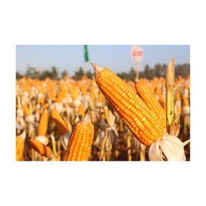 Granos de maíz deshidratados AD, maíz amarillo dulce a granel, venta al por mayor disponible - Product Image 5