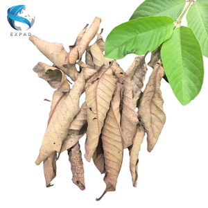 Feuilles de goyave séchées du Vietnam en vrac, feuilles naturelles pour la production de boissons au thé - Product Image 3